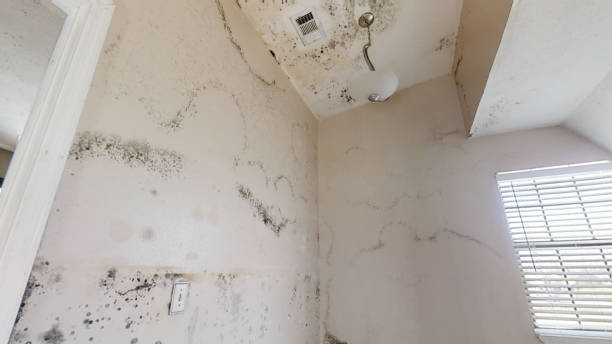 Best Emergency Mold Remediation  in West Milwaukee, WI